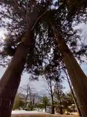 白川八幡神社の自然