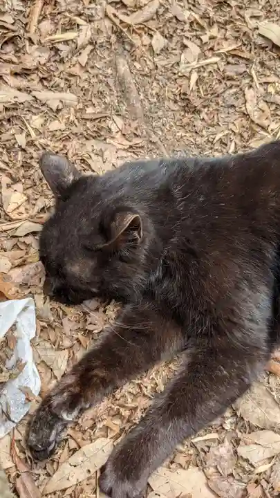 玉野御嶽神社の動物