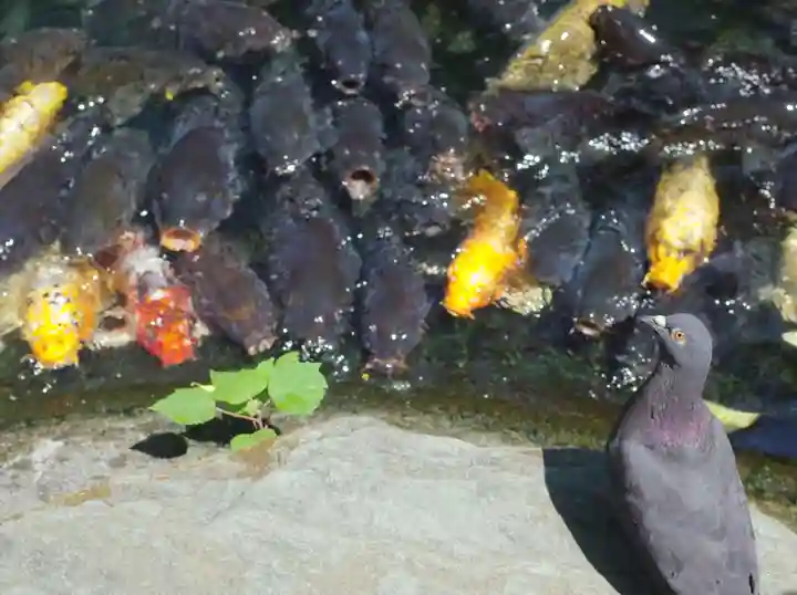 愛宕神社の動物