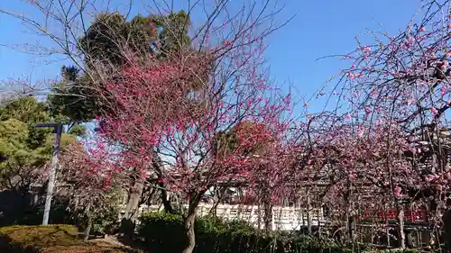 亀戸天神社の自然