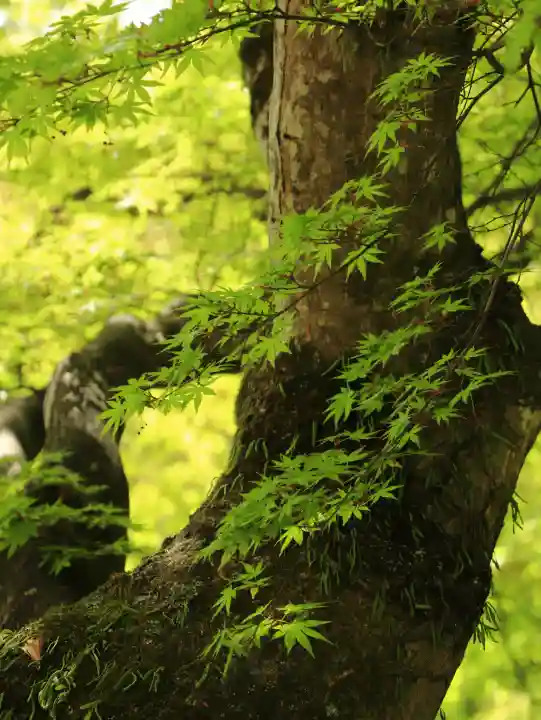 金櫻神社の{uncategorized: "未分類", other: "その他", undefined: "問題あり", building: "その他建物", grave: "お墓", sacred_gate: "鳥居", guardian: "狛犬", statue: "像", buddha: "仏像", history: "歴史", nature: "自然", garden: "庭園", animal: "動物", pagoda: "塔", temizu: "手水舎", mountain_gate: "山門・神門", sanctuary: "本殿・本堂", subordinate: "末社・摂社", art: "芸術", scenery: "景色", jizo: "地蔵", ema: "絵馬", goshuin: "御朱印", omikuji: "おみくじ", items: "授与品その他", amulet: "お守り", goshuincho: "御朱印帳", eats: "食事", festival: "お祭り", votive_dance: "神楽", shichigosan: "七五三参", wedding: "結婚式", experience: "体験その他", initially: "初詣", around: "周辺", anti_infection: "感染症対策"}