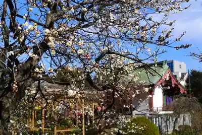 亀戸天神社(東京都)
