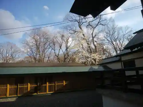 千歳神社の自然