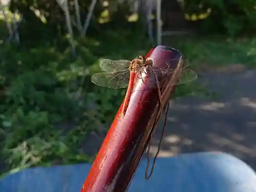 極楽山　浄土寺の動物