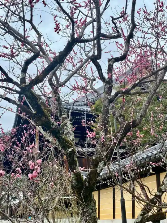 くろ谷 金戒光明寺の自然