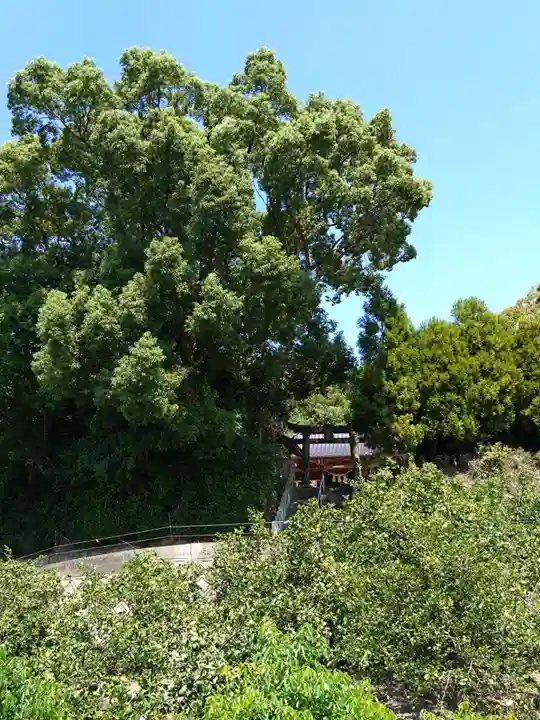 河内阿蘇神社(熊本県)