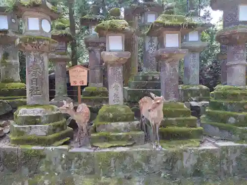 春日大社の動物