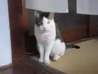 蔵前神社の動物