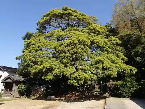 賣豆紀神社の自然