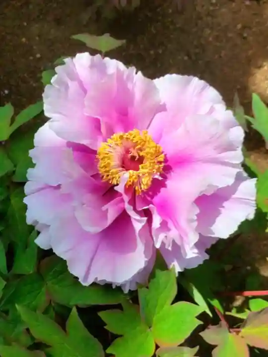 圓照寺(東京都)