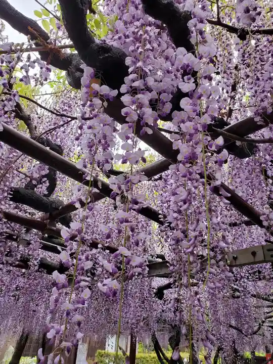 太巌寺(ふじの寺)の自然