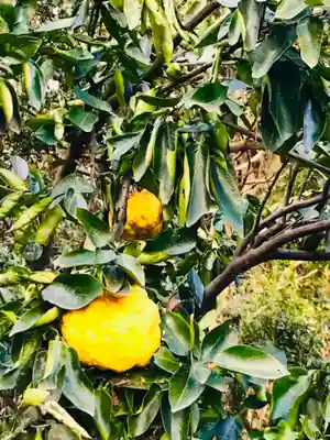 金嶽神社の自然