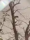 のびこさんのプロフィール画像