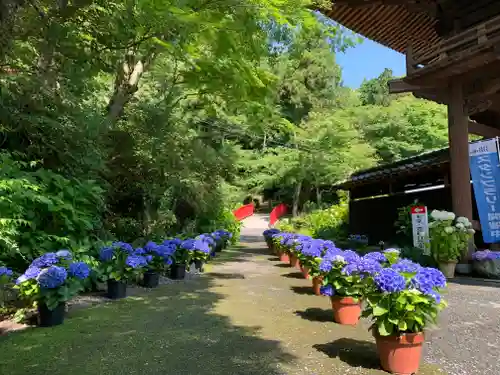 普門寺(切り絵御朱印発祥の寺)の庭園