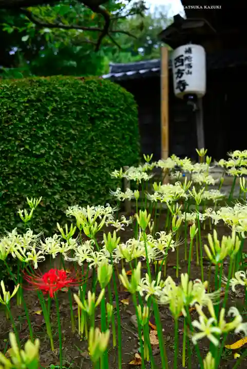 横浜 西方寺(神奈川県)