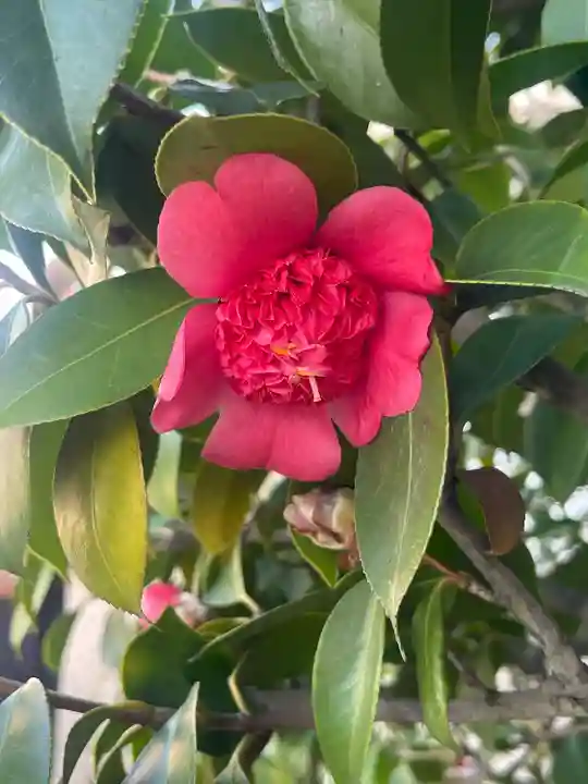 泉州磐船神社(大阪府)