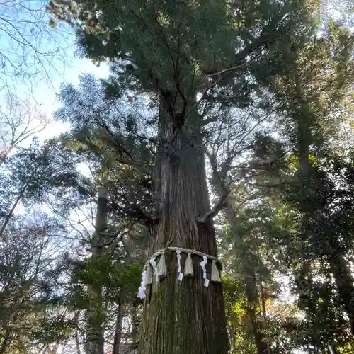 高尾山薬王院の自然