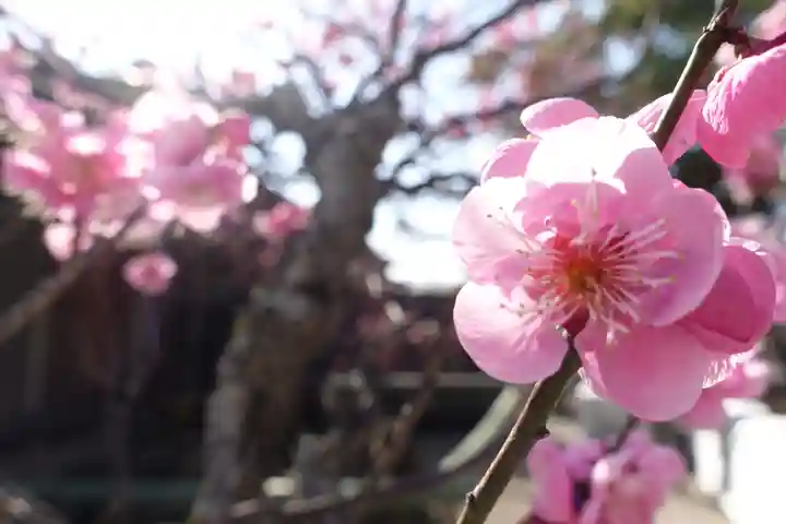 菅原天満宮(菅原神社)(奈良県)
