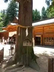 穂高神社本宮の自然