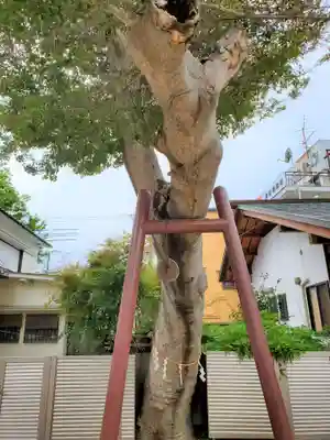 伊居太神社の自然