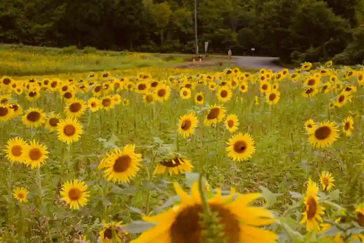 沢山神社(澤山神社)(新潟県)