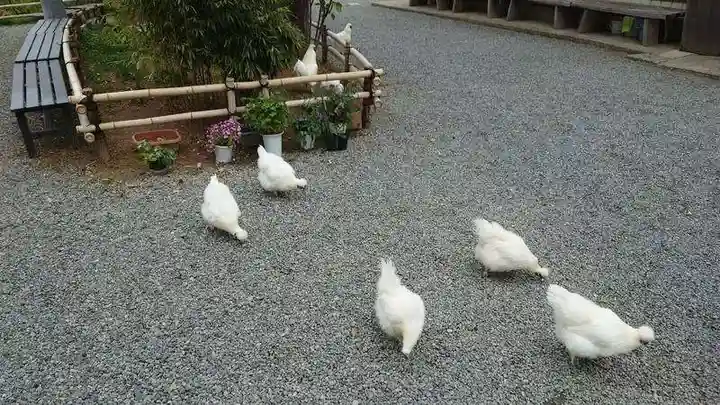高屋敷稲荷神社の動物