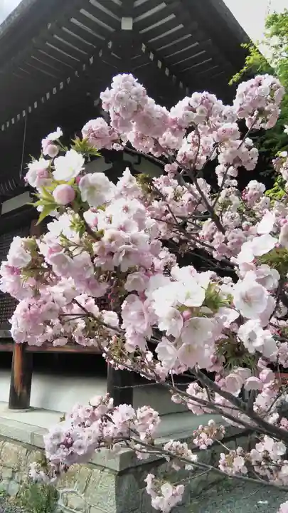 大報恩寺(千本釈迦堂)の自然