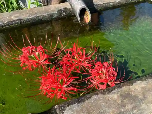国宝 大法寺の手水舎