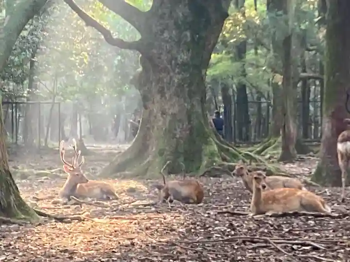 春日大社 若宮(春日若宮)(奈良県)