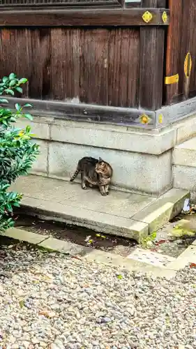 白金氷川神社の動物