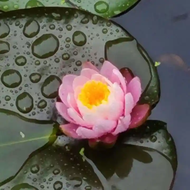 牛嶋天満宮の自然
