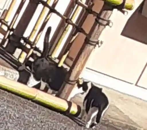白金氷川神社(東京都)