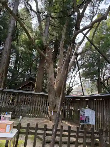 天岩戸神社の{uncategorized: "未分類", other: "その他", undefined: "問題あり", building: "その他建物", grave: "お墓", sacred_gate: "鳥居", guardian: "狛犬", statue: "像", buddha: "仏像", history: "歴史", nature: "自然", garden: "庭園", animal: "動物", pagoda: "塔", temizu: "手水舎", mountain_gate: "山門・神門", sanctuary: "本殿・本堂", subordinate: "末社・摂社", art: "芸術", scenery: "景色", jizo: "地蔵", ema: "絵馬", goshuin: "御朱印", omikuji: "おみくじ", items: "授与品その他", amulet: "お守り", goshuincho: "御朱印帳", eats: "食事", festival: "お祭り", votive_dance: "神楽", shichigosan: "七五三参", wedding: "結婚式", experience: "体験その他", initially: "初詣", around: "周辺", anti_infection: "感染症対策"}