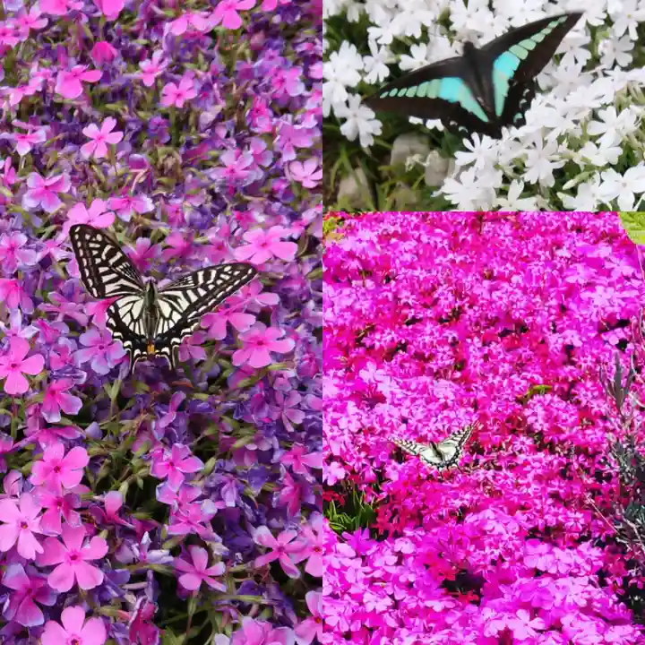 寿量山 速成寺の自然