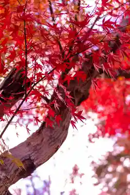 大原野神社(京都府)