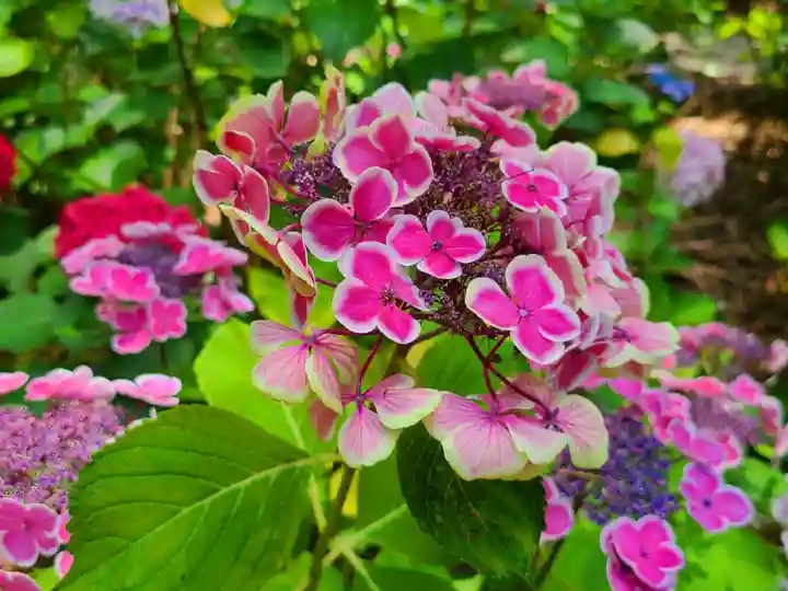 筥崎宮(福岡県)