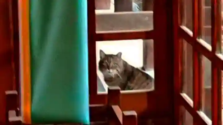 三輪神社の動物