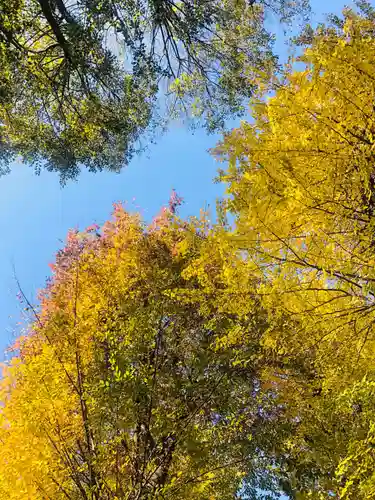 穏田神社の自然