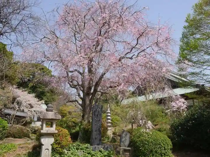時宗総本山 遊行寺(正式:清浄光寺)の自然