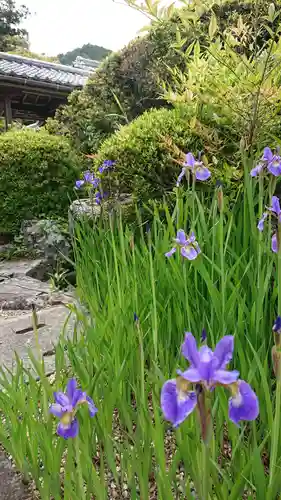 三鈷寺の庭園