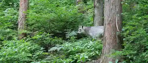 伊豆山神社 本宮(秋田県)