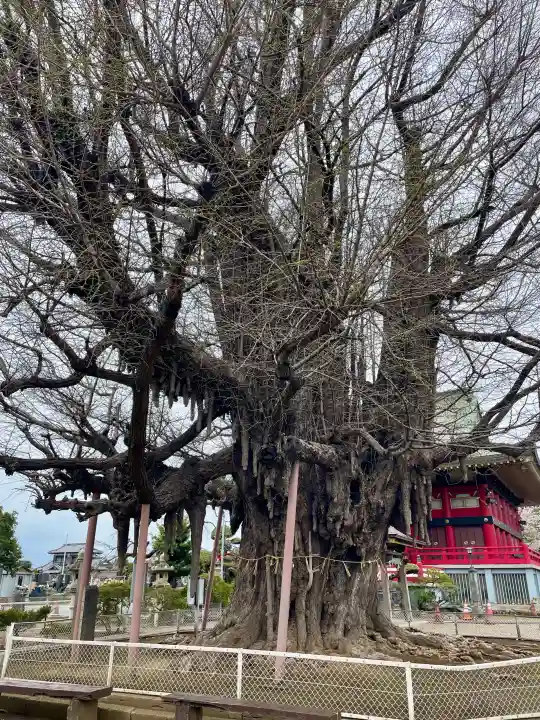 千葉寺の{uncategorized: "未分類", other: "その他", undefined: "問題あり", building: "その他建物", grave: "お墓", sacred_gate: "鳥居", guardian: "狛犬", statue: "像", buddha: "仏像", history: "歴史", nature: "自然", garden: "庭園", animal: "動物", pagoda: "塔", temizu: "手水舎", mountain_gate: "山門・神門", sanctuary: "本殿・本堂", subordinate: "末社・摂社", art: "芸術", scenery: "景色", jizo: "地蔵", ema: "絵馬", goshuin: "御朱印", omikuji: "おみくじ", items: "授与品その他", amulet: "お守り", goshuincho: "御朱印帳", eats: "食事", festival: "お祭り", votive_dance: "神楽", shichigosan: "七五三参", wedding: "結婚式", experience: "体験その他", initially: "初詣", around: "周辺", anti_infection: "感染症対策"}