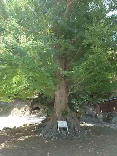 安房神社(千葉県)