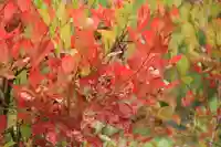 三春大神宮の庭園