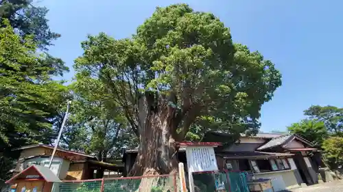 下清水八幡神社の自然