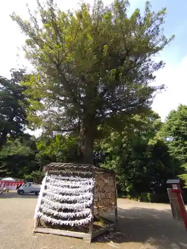 鷲宮神社のおみくじ