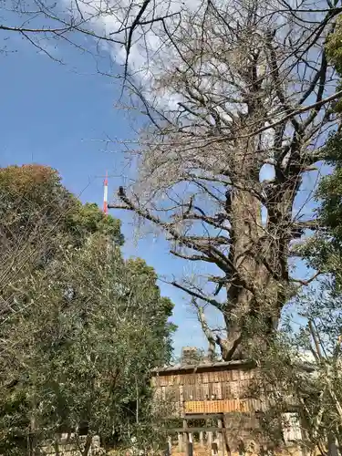 芝東照宮の自然