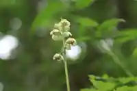 鹿島大神宮の自然