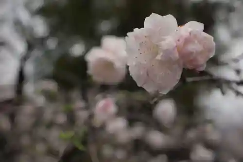 正ノ木稲荷 稲積神社の自然