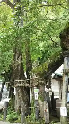 伊那下神社の自然
